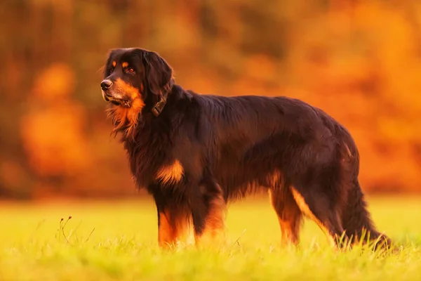 Dog Hovawart Gold Black Portrait — Stockfoto