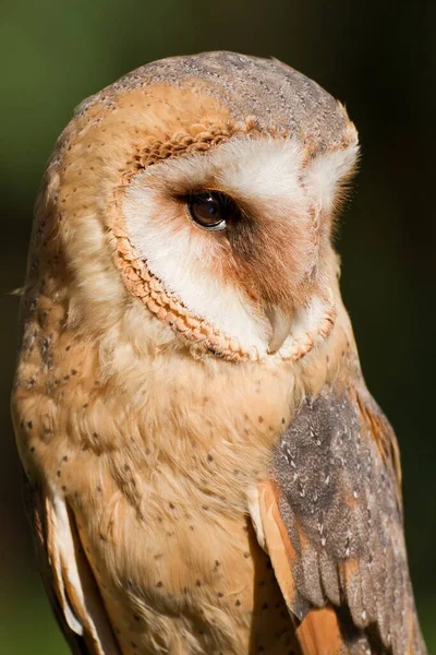 Vogel Fauna Eule Nahaufnahme — Stockfoto