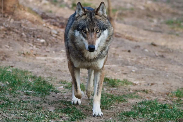 Male Eurasian Wolf Canis Lupus Lupus — 图库照片