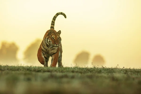 animal,  tiger in wild nature