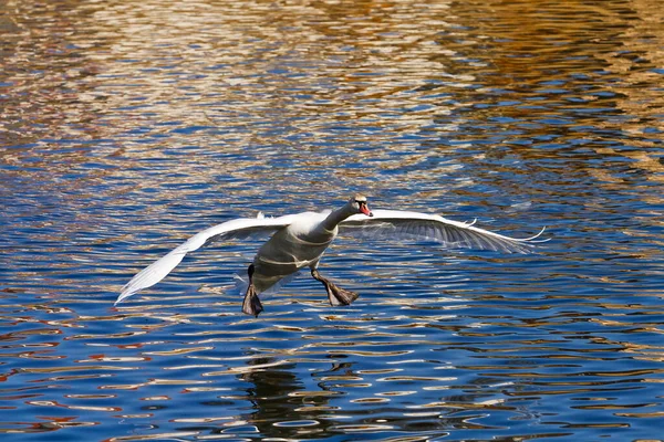 White Swan Lake — Zdjęcie stockowe