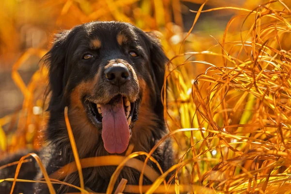Dog Hovawart Gold Black Portrait — Photo