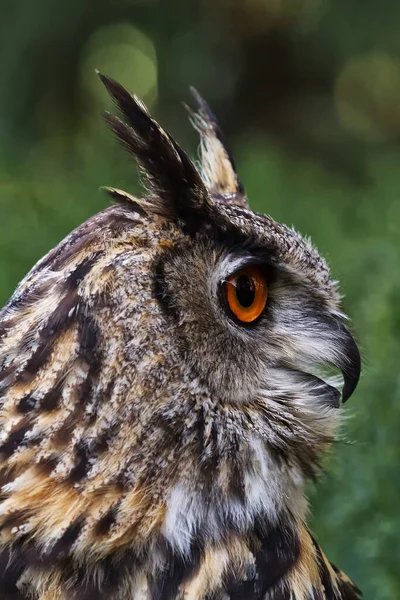 Bird Fauna Owl Close — Stockfoto