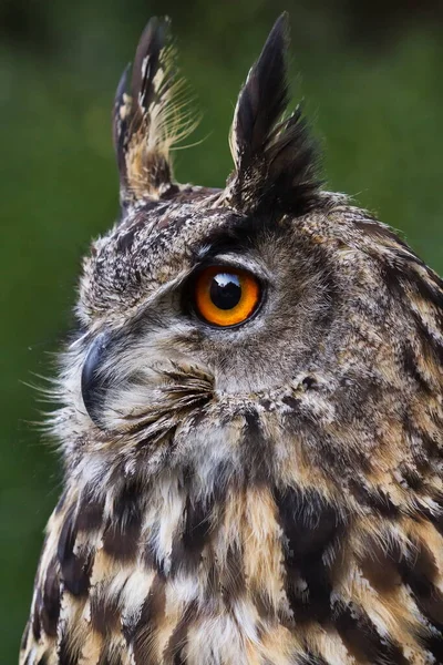 Bird Fauna Owl Close — Foto Stock