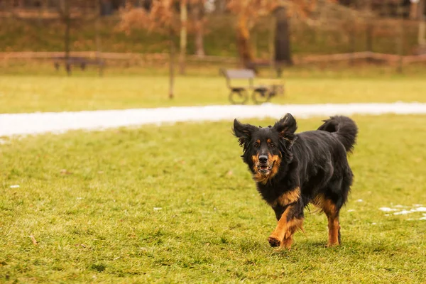 Dog Hovawart Gold Black Portrait —  Fotos de Stock