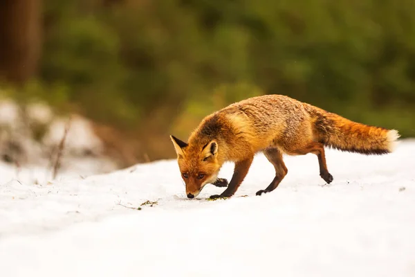 Red Fox Vulpes Vulpes Animal — Stockfoto