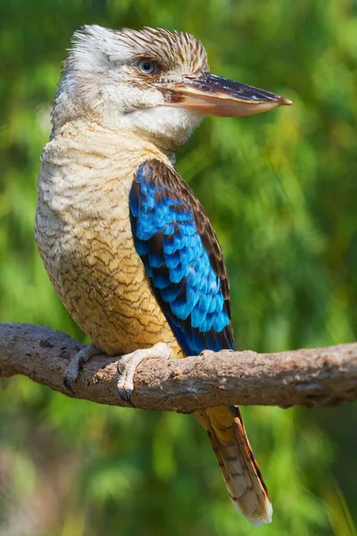 Modrokřídlá Kookaburra Stromě — Stock fotografie