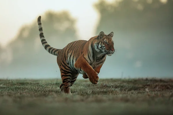 Animal Tiger Wild Nature — Fotografia de Stock