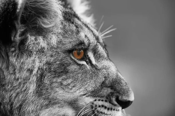 Lioness Panthera Leo Portrait Daytime — Stock Fotó