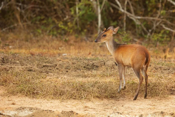 cute red deer (Cervus elaphus)