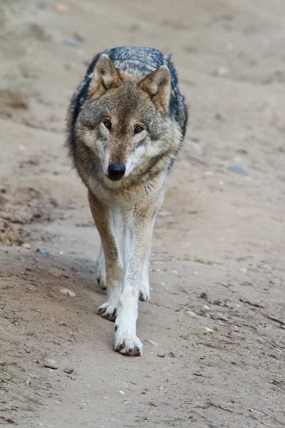 Male Eurasian Wolf Canis Lupus Lupus — Stock fotografie