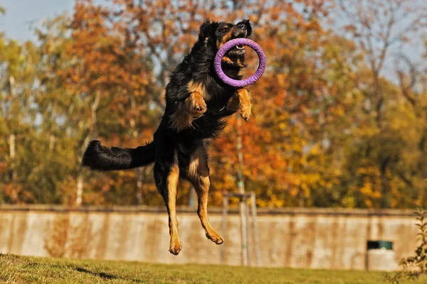 Dog Hovawart Gold Black Portrait — Stockfoto