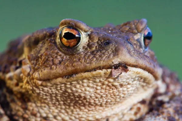 Kurbağa yaklaş, hayvan.