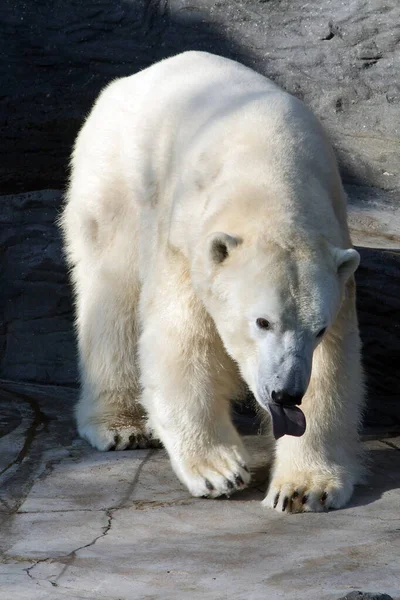 Πολική Αρκούδα Στο Ζωολογικό Κήπο — Φωτογραφία Αρχείου