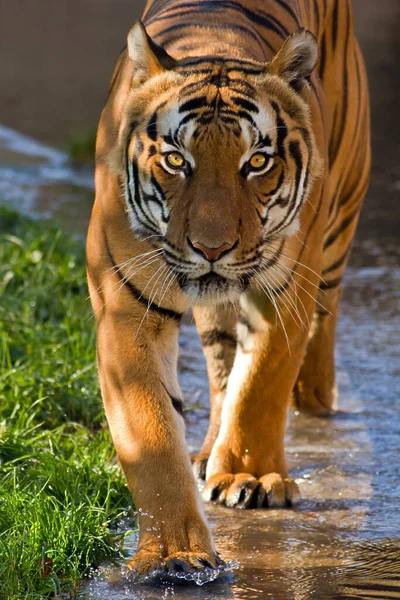 Animal Tiger Wild Nature — Stockfoto