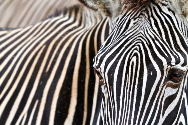 Plains Zebra Equus Quagga Pattern Stripes Back Close Small Field — Stock Fotó