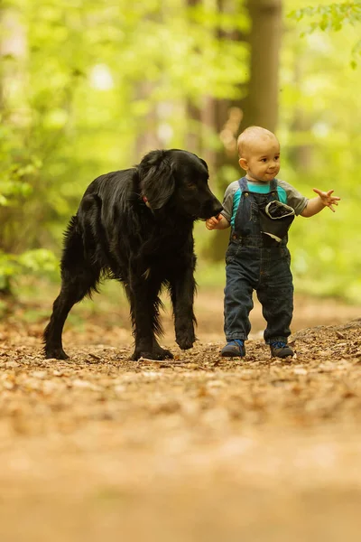 Black Gold Hovie Dog Hovawart Boy Walking Woods — Foto de Stock