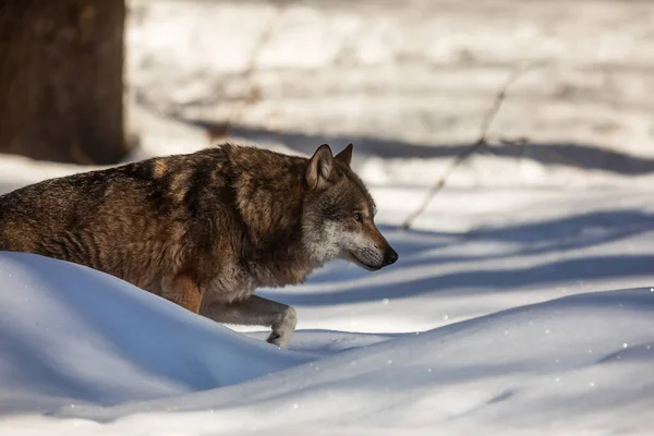 Male Eurasian Wolf Canis Lupus Lupus — стокове фото