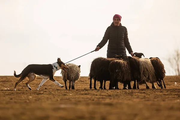 Jesin Czech Republick 2019 Coach Shows How Foraging Flock Sheep — Foto Stock