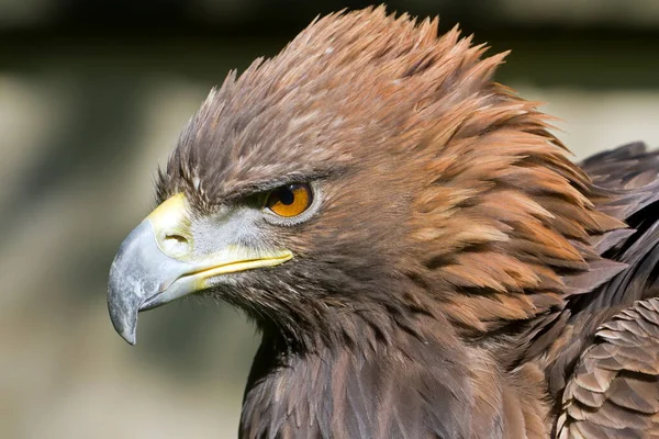 Eagle Wild Nature — Stock Fotó