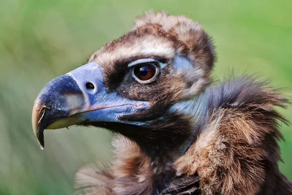 Vulture Portrait Wild Nature — Foto de Stock