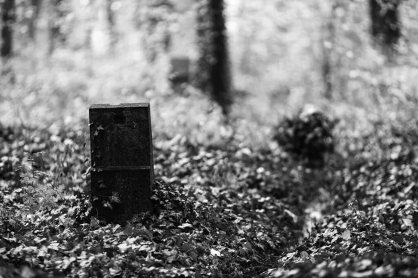 Vecchia Tomba Legno Nella Foresta — Foto Stock