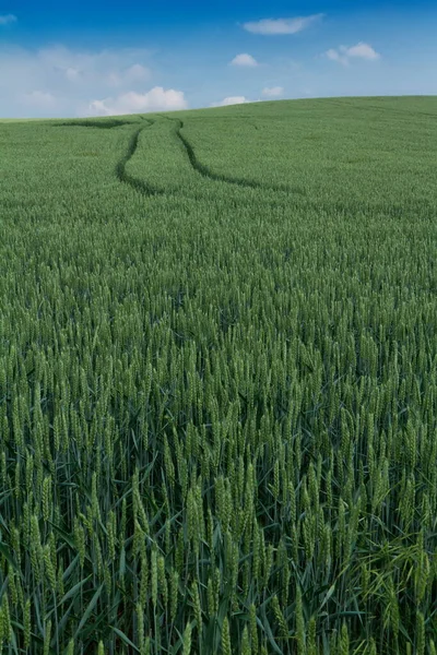 Green Grass Meadow Daytime — Foto de Stock