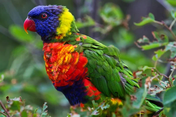 a closeup shot of beautiful  parrot  bird