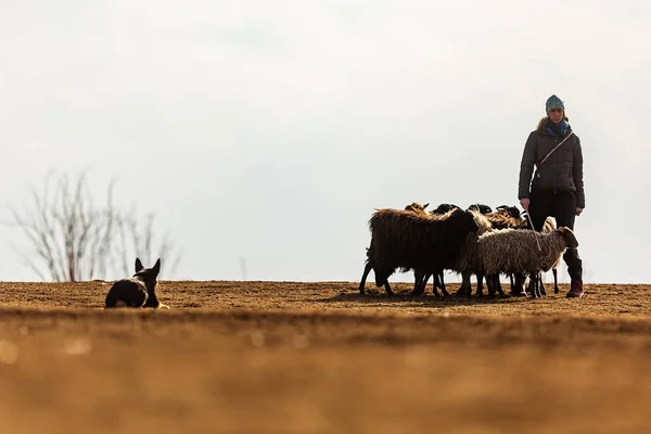Jesin Czech Republick 2019 Coach Shows How Foraging Flock Sheep — Stockfoto