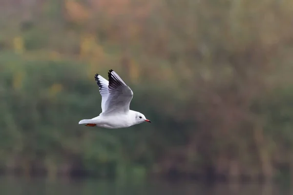 Mewa Locie Nad Jeziorem — Zdjęcie stockowe