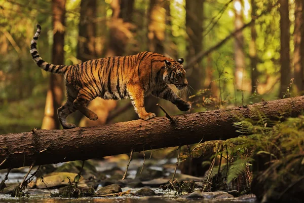 Animal Tiger Wild Nature — Φωτογραφία Αρχείου