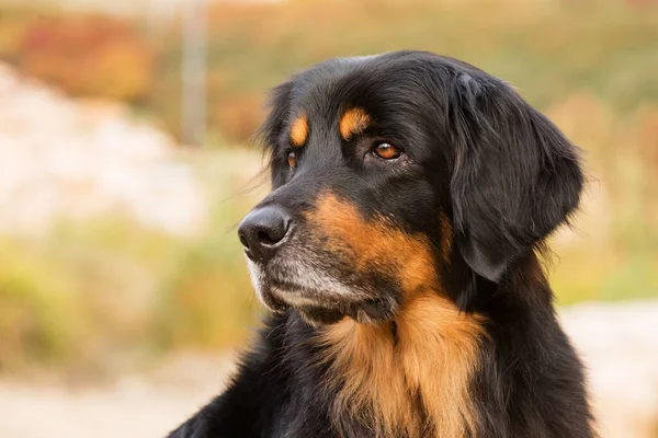 Dog Hovawart Gold Black Portrait — Stockfoto