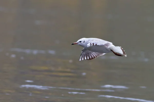 Seagull Lake Fauna — Zdjęcie stockowe