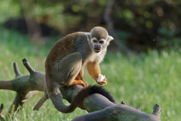 Monkey Zoo Animal — Stockfoto