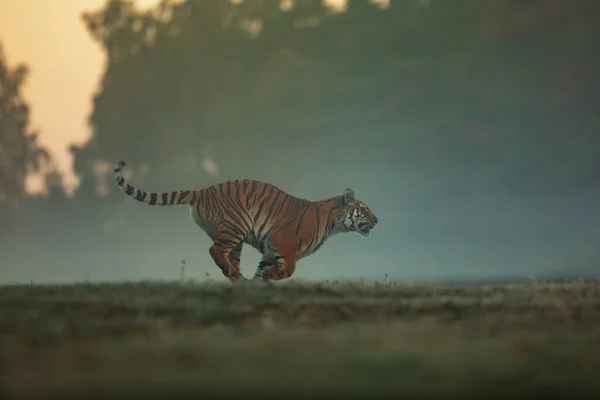 Animal Tiger Wild Nature — Photo