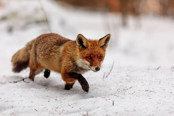 Raposa Vermelha Vulpes Vulpes Está Andando Neve Deserto — Fotografia de Stock