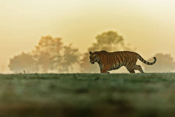 Animal Tiger Wild Nature — 스톡 사진