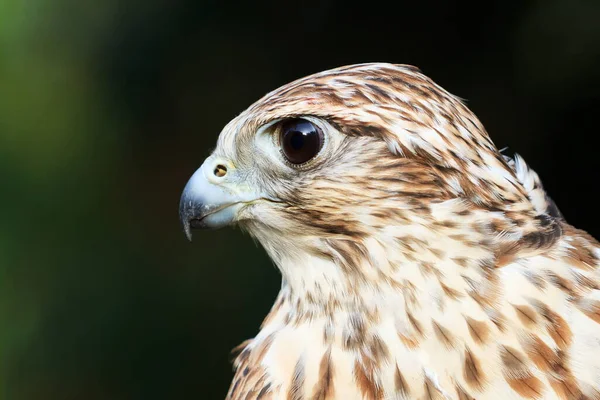 Falcon Wild Life Animal — Foto Stock