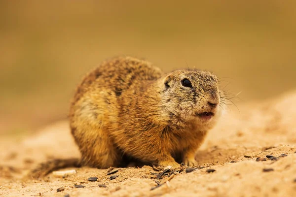 Small Mammal European Ground Squirrel Spermophilus Citellus — Foto de Stock