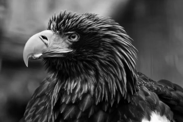 Oriental Águia Closeup Retrato — Fotografia de Stock