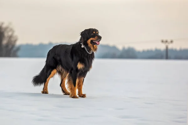 Dog Hovawart Gold Black Portrait — Zdjęcie stockowe