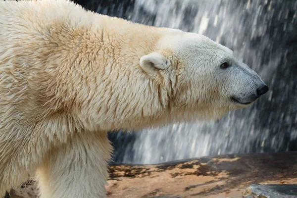 Полярний Ведмідь Зоопарку — стокове фото