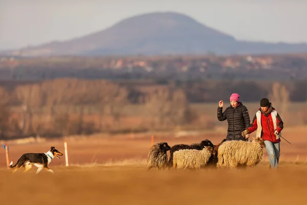 Jesin Czech Republick 2019 Coach Shows How Foraging Flock Sheep — Stockfoto