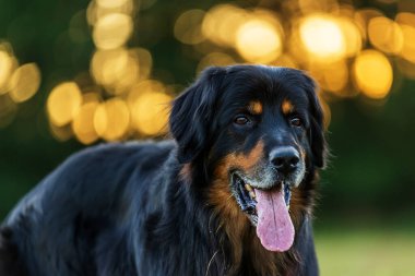 The Hovawart is a medium to large size German dog breed.