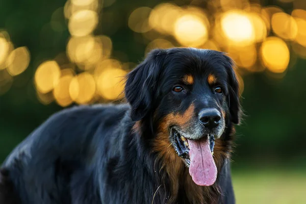 Hovawart Medium Large Size German Dog Breed — Stockfoto