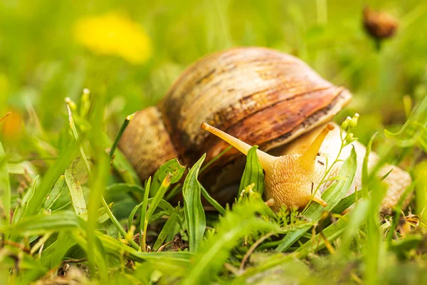 Achatina achatina, commonly known as the giant African snail