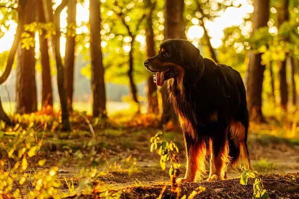 Hovawart Medium Large Size German Dog Breed —  Fotos de Stock