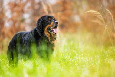 dog hovawart gold and black portrait in autumn forest