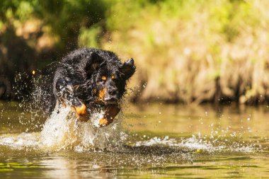 dog hovawart gold and black jumps in shallow water