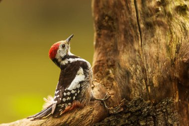 Great spotted woodpecker Dendrocopos major on the old log